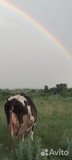 Бычек и телка