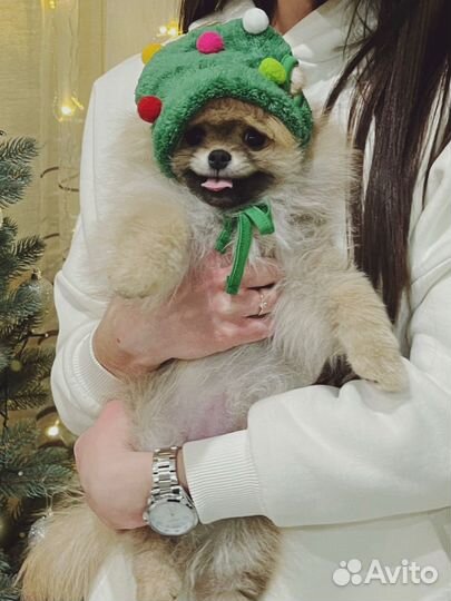 Курточка для собаки и шапка новогодняя