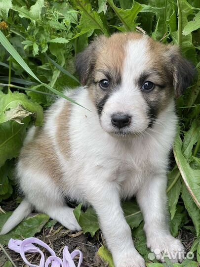 Щенок девочка в добрые руки