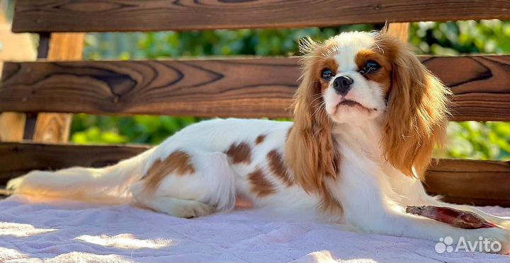 Кавалер кинг чарльз спаниель-девочка