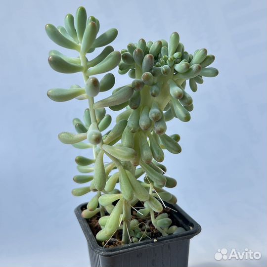 Седум/Алоэ/Пахифитум/Опунция/Граптоседум