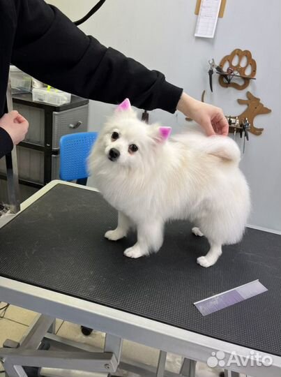 Грумер стрижка собак