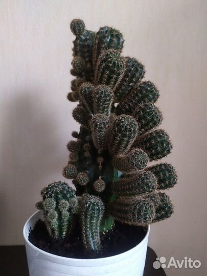 Кактус эхинопсис