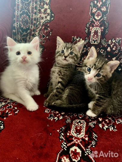 Котята в добрые руки