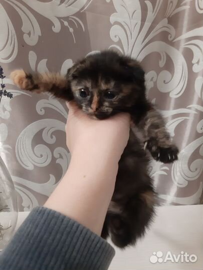 Шотландская вислоухая кошка бесплатно