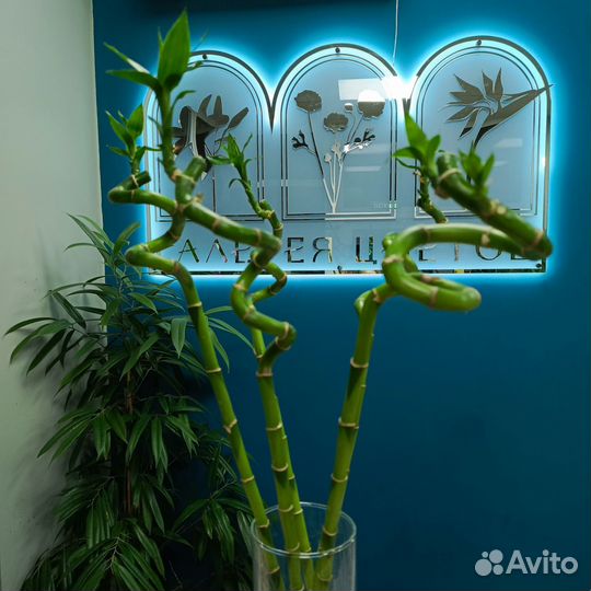 Драцена Бамбук