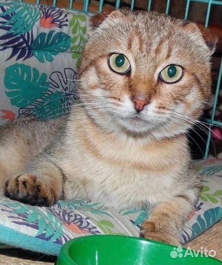 Вислоухий котик в добрые руки