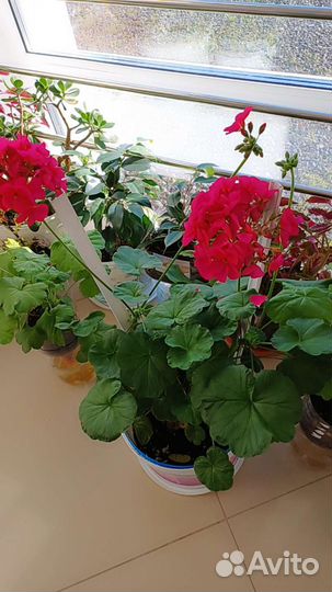 Пеларгония герань