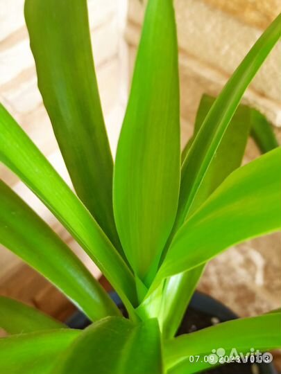 Комнатные растения и цветы (обновление 07.09.23)