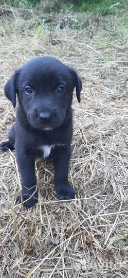 Щенки лабрадора