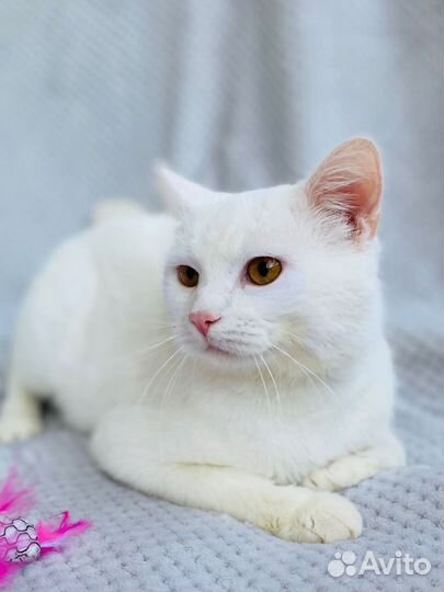 Белый кот в дар