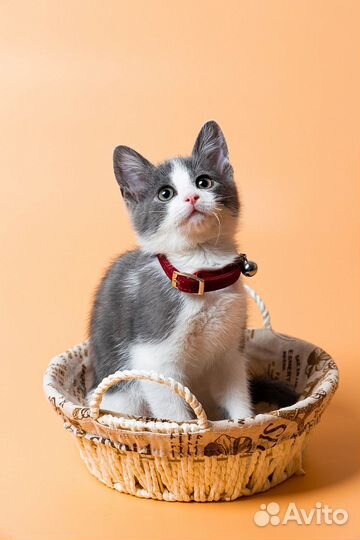 Котенок мальчик Тима