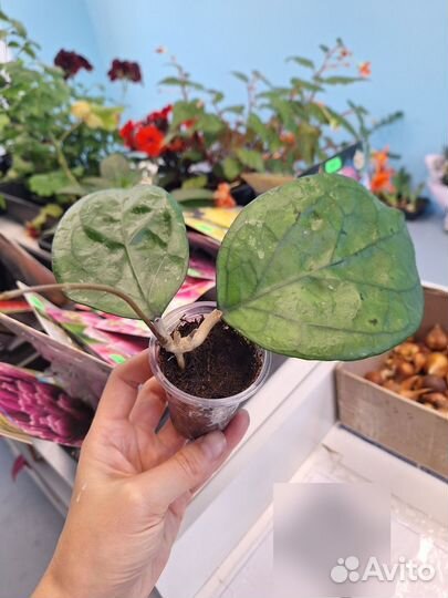 Комнатные растения, часть 2