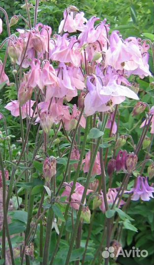 Аквилегия, водосборник