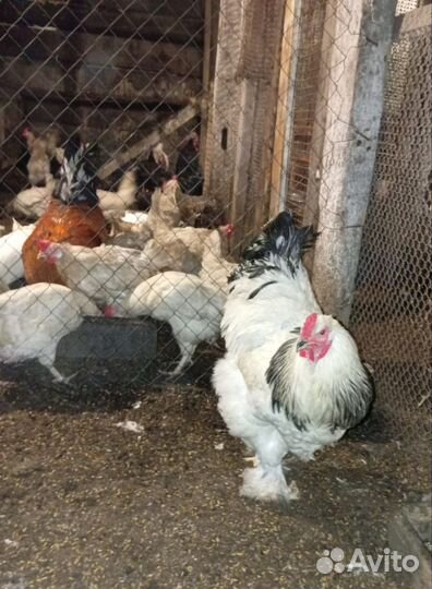 Петухи, брама