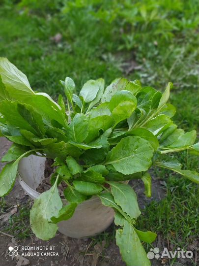 Рассада, огурцов, бархатцев, тыквы, капусты