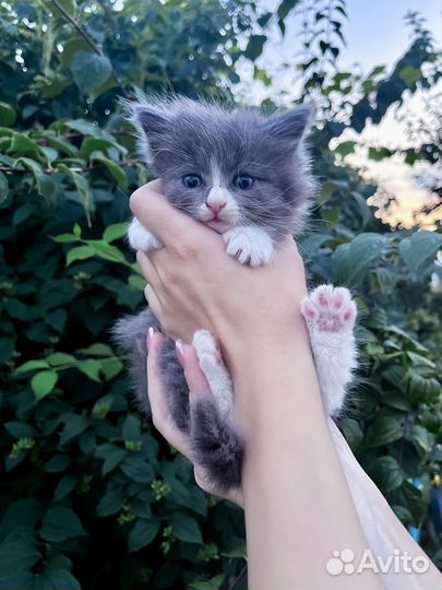 Маленький котеночек мальчик Томас (1 мес)