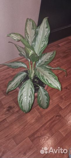 Диффенбахия