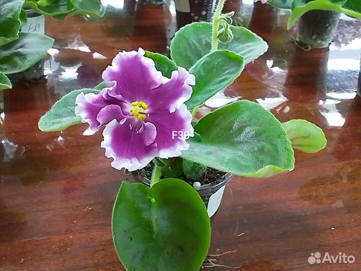 Фиалки сортовые цветущие