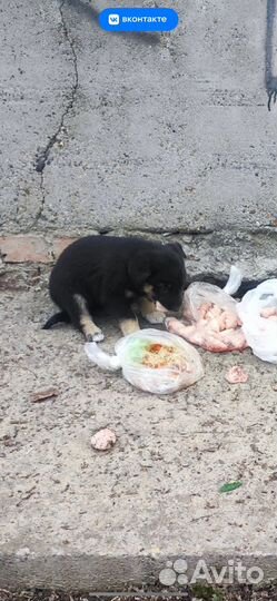 Щенок в добрые руки