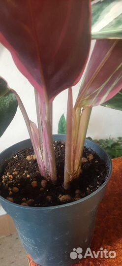 Строманта триколор