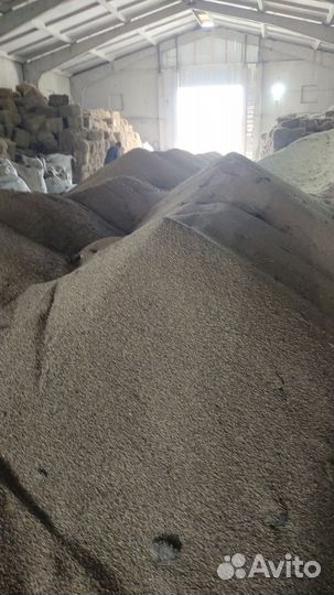 Пшеница фуражная