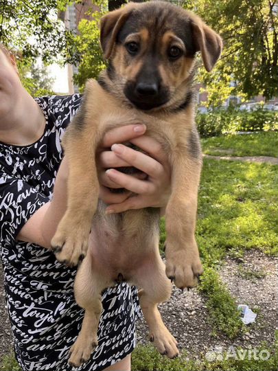 Две девочки в добрые руки