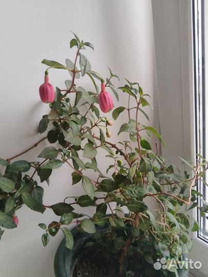 Фуксия древовидная на цвету