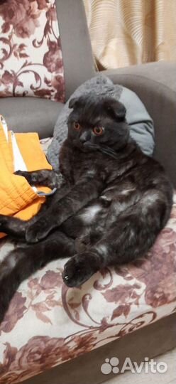 Вязка. Шотландский кот