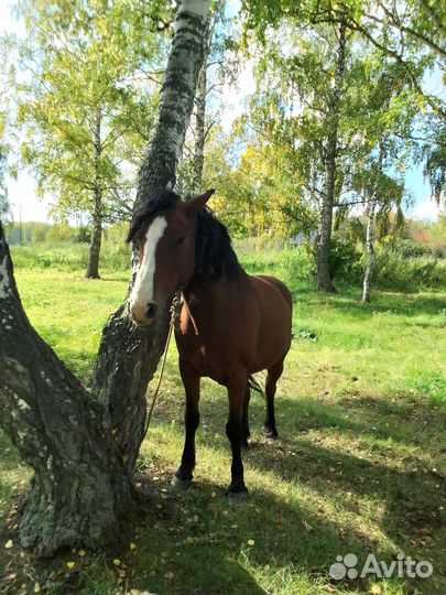 Лошадь кобыла