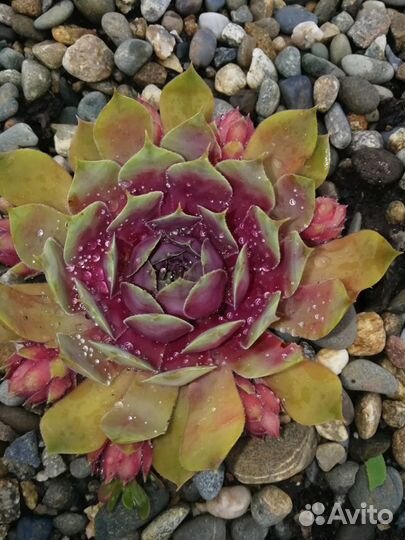 Sempervivum, каменная роза, молодило