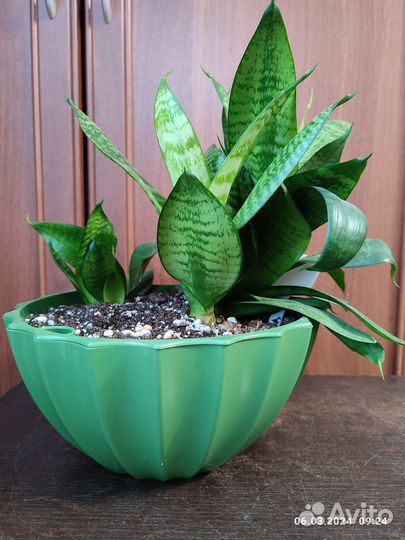 Комнатные цветы