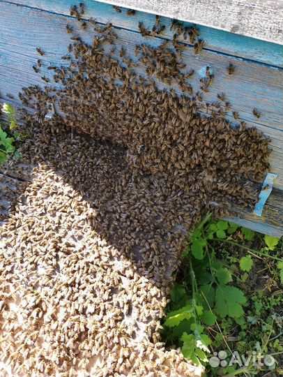 Продается пасека