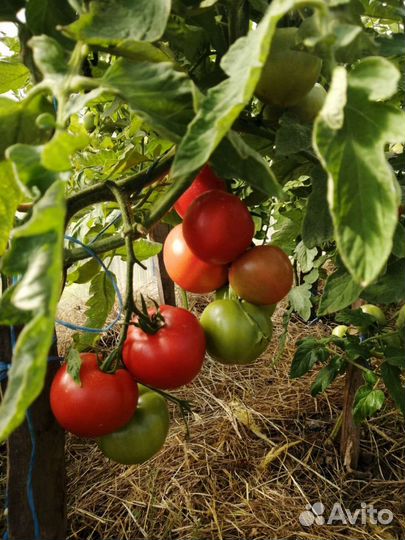 Помидор