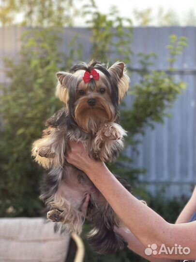 Мальчик стандартного размера 7 месяцев