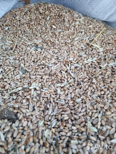 Продам зерно пшеницы