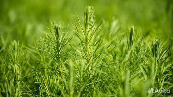 Сеянцы сосны