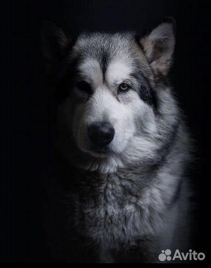 Аляскинский маламут вязка