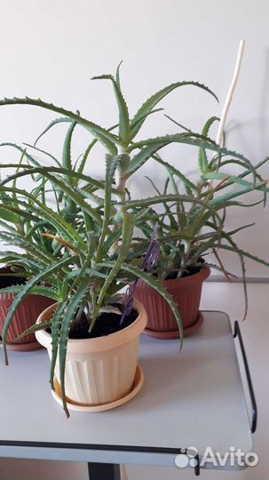 Алоэ лечебный