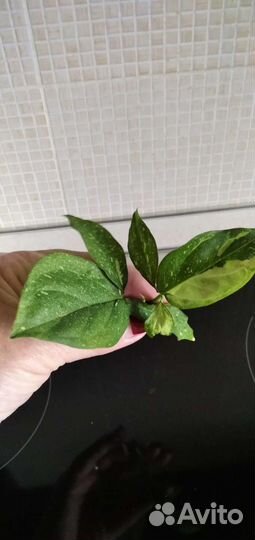 Сингониумы сортовые