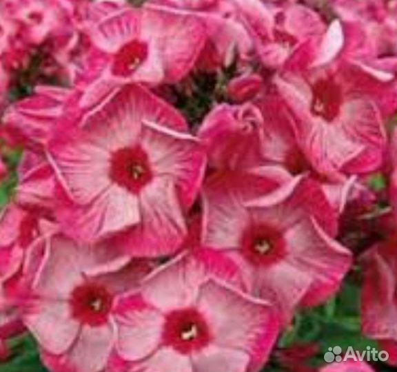 Флокс Ладога