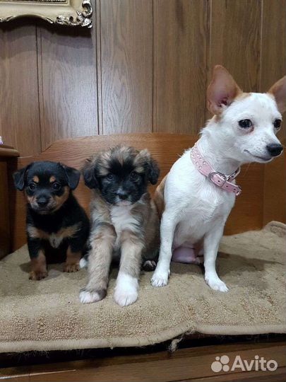 Маленькая собака