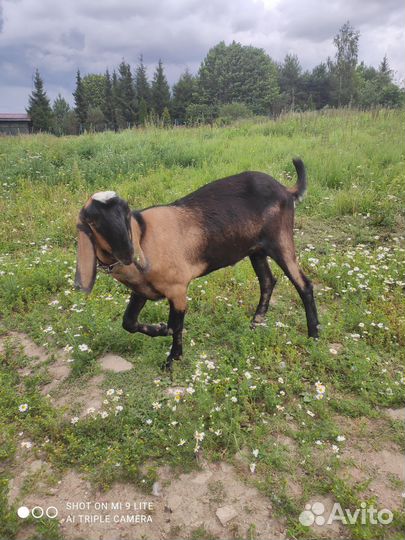 Козёл нубийский