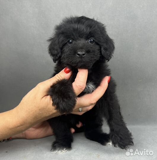 Милейшие щенки йоркипу