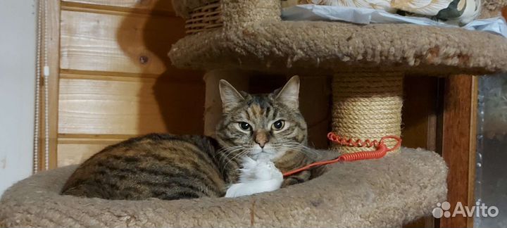 Кошка мякушка