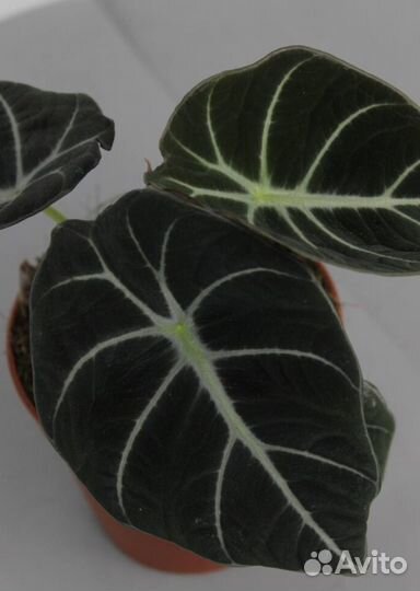 Алоказия Blek Velvet
