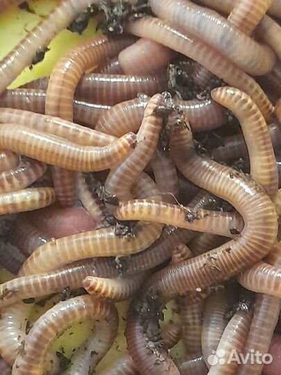 Червь дендробена