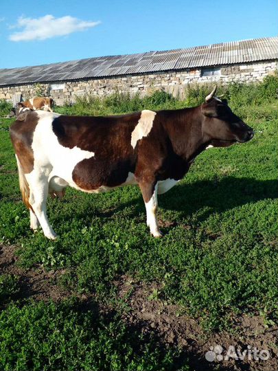 Коровы дойные молочные