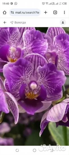 Орхидея фаленопсис бабочка Сого Вивьен