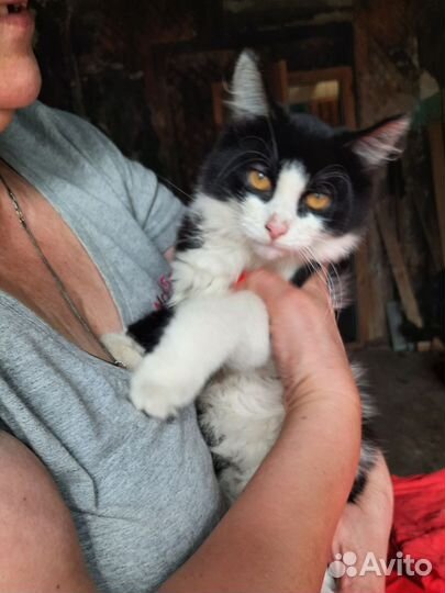 Очень ласковый мальчик